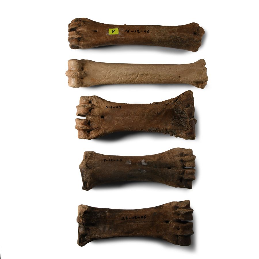 Natural History - British Bison Fossil Leg Bone Group