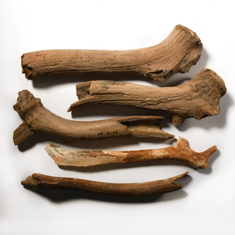 Natural History - British Deer Fossil Antler Section Group