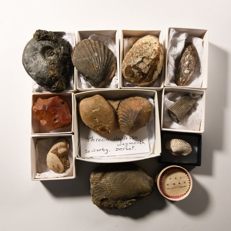 Natural History - Historic Mixed Fossil Collection