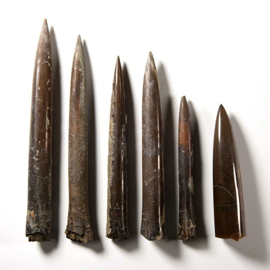 Natural History - Giant British Fossil Belemnite Collection
