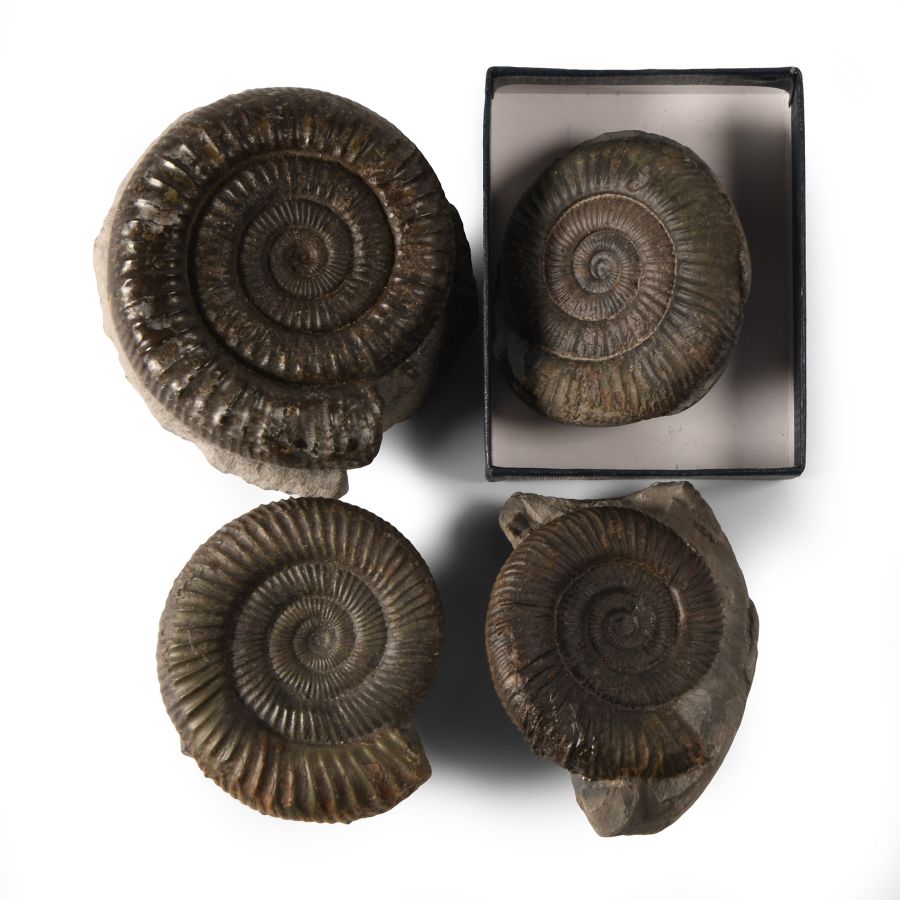 Natural History - British Fossil Ammonite Collection