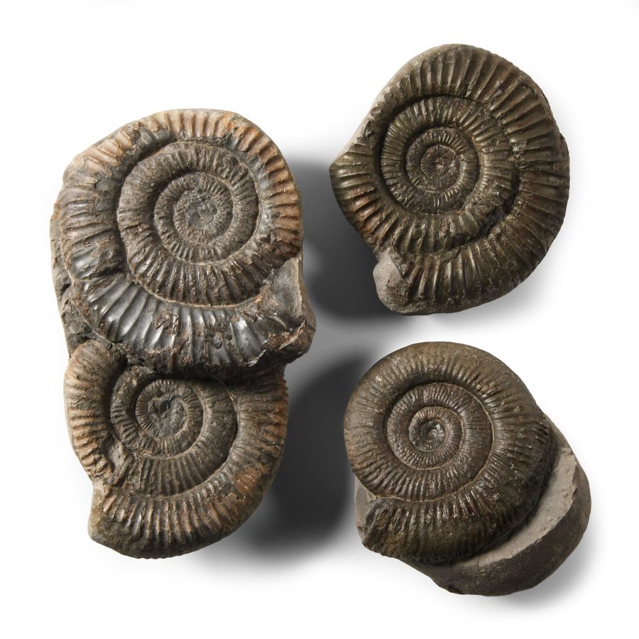 Natural History - British Fossil Ammonite Collection