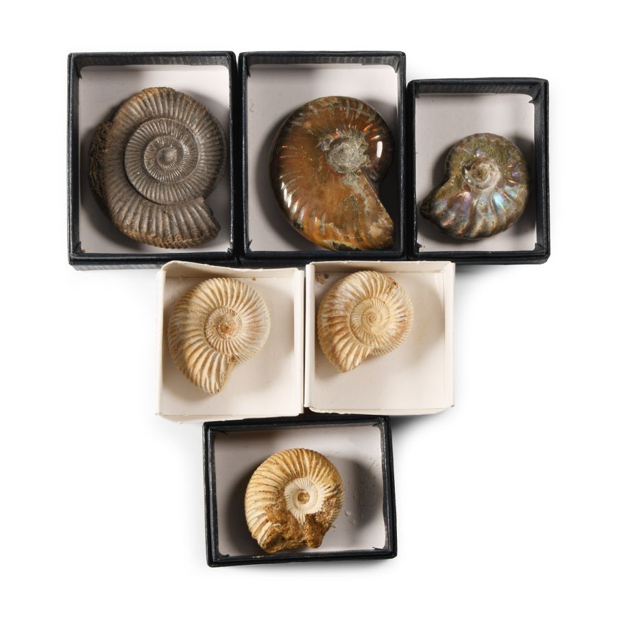 Natural History - Fossil Ammonite Collection