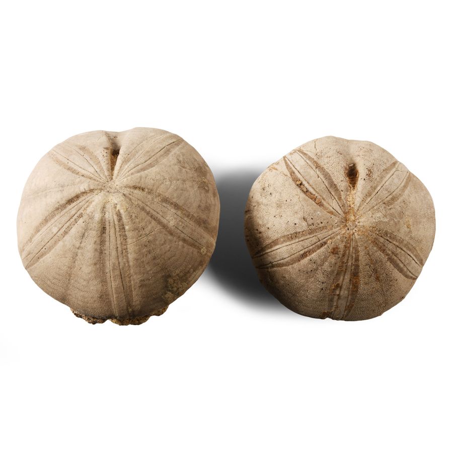 Natural History - British Fossil Echinoid Group