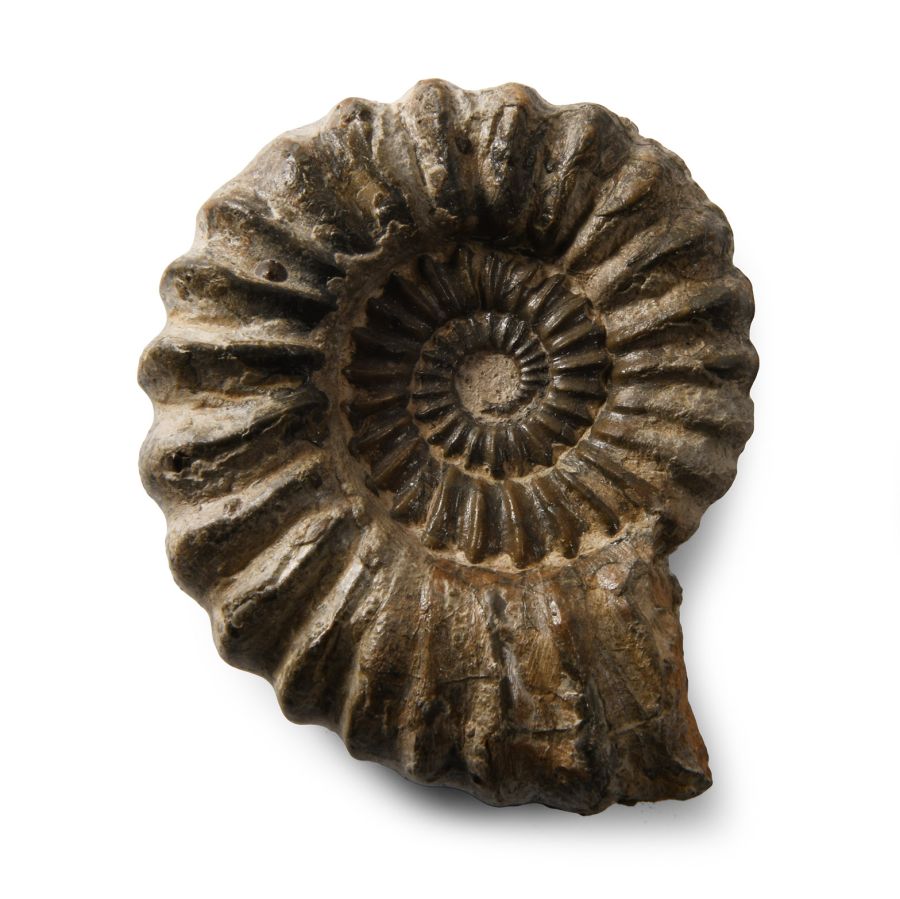 Natural History - British Fossil Ammonite