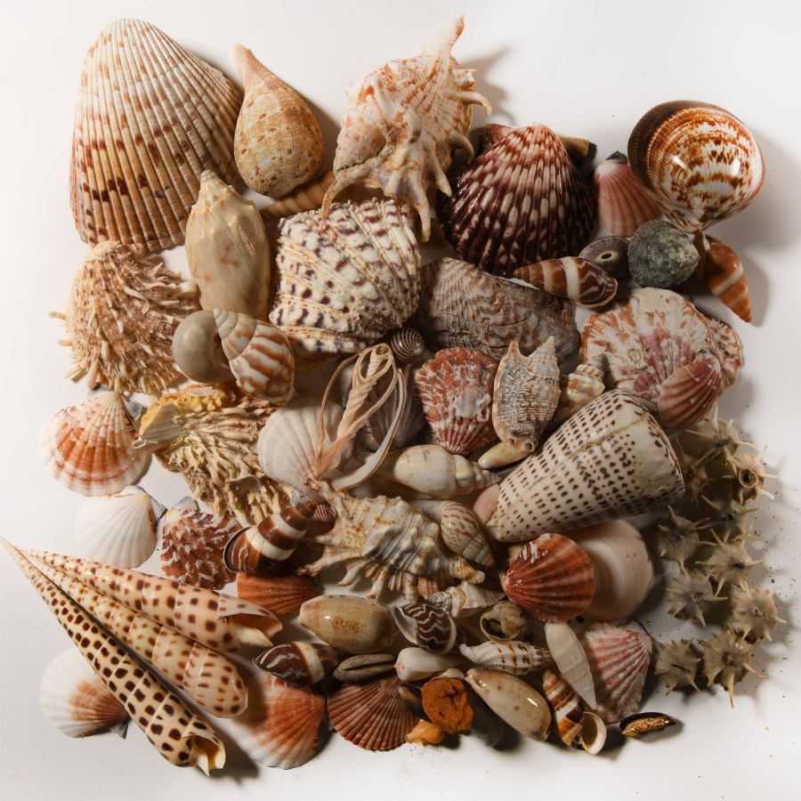 Natural History - Mixed Seashell Collection