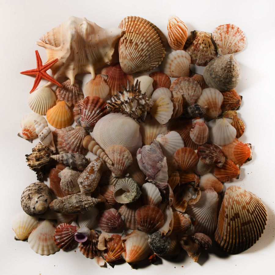 Natural History - Mixed Seashell Collection