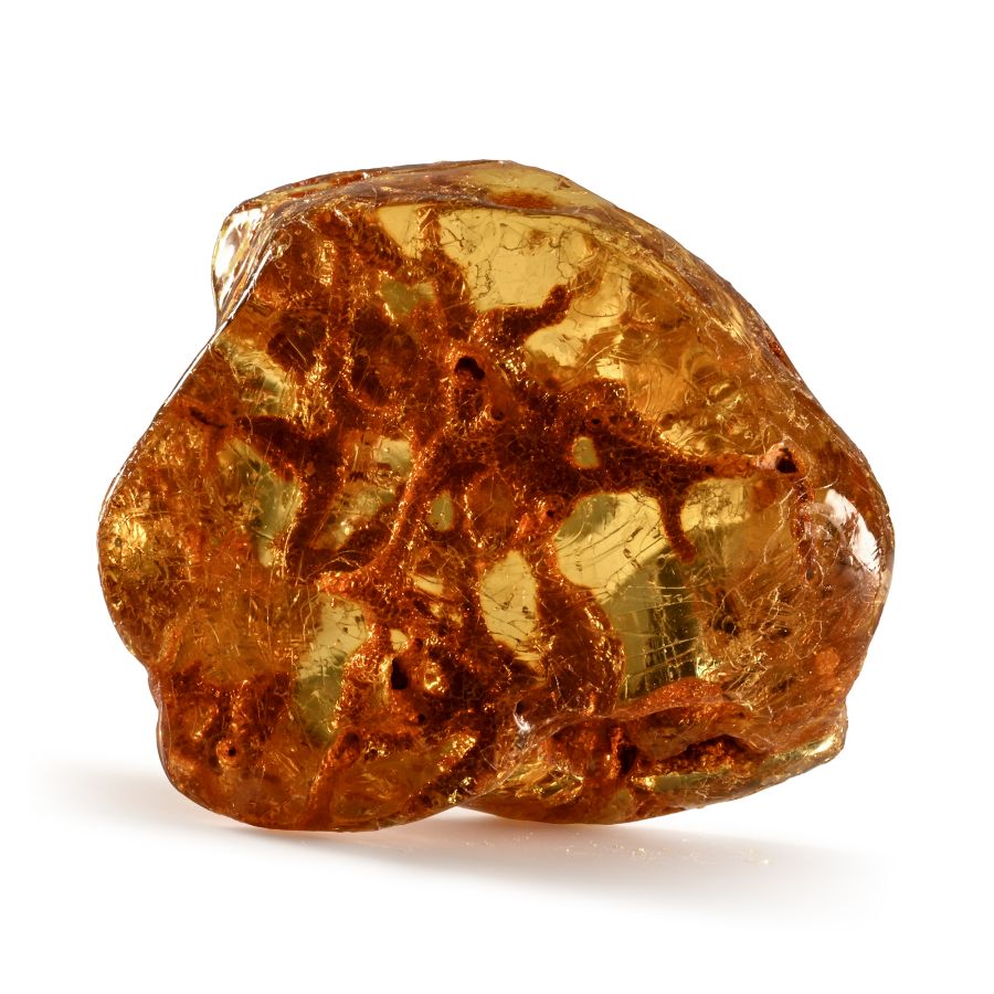 Natural History - Large Polished Copal Amber with Termite Nest and Termites
