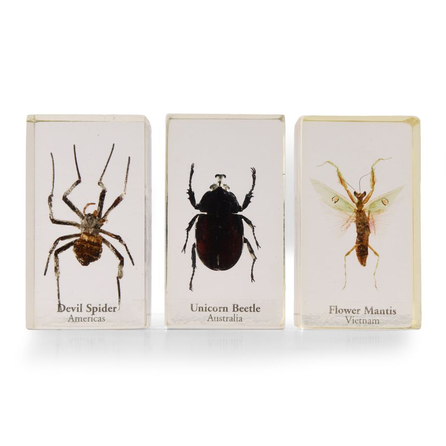 Natural History - Insect Paper Weight Group