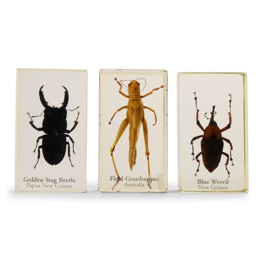 Natural History - Insect Paper Weight Group