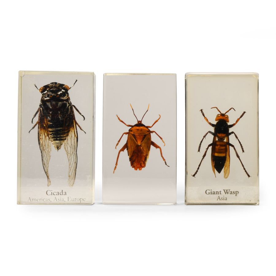 Natural History - Insect Paper Weight Group