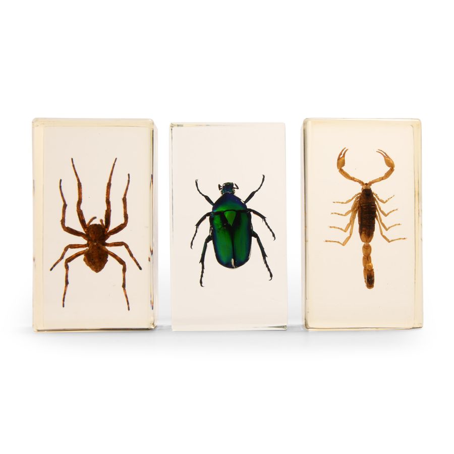 Natural History - Insect Paper Weight Group