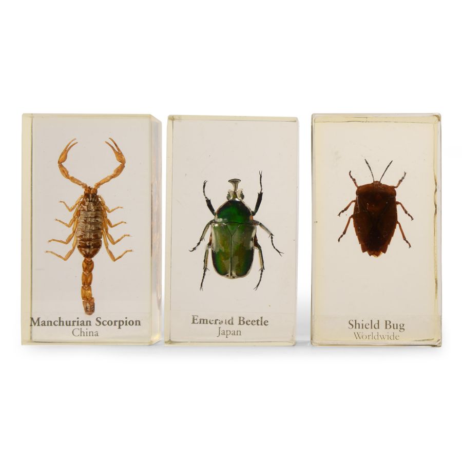 Natural History - Insect Paper Weight Group