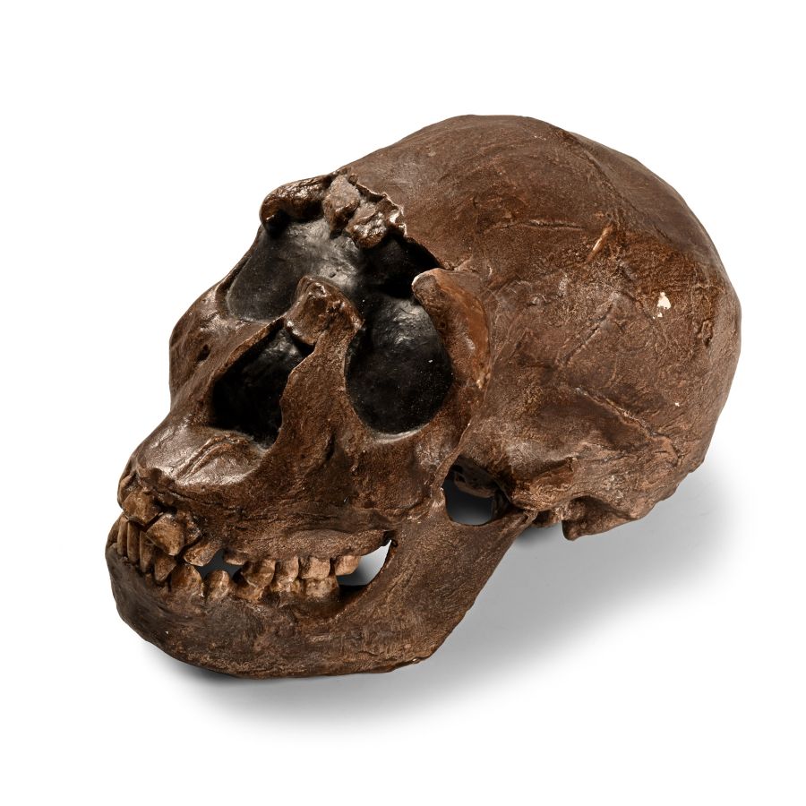 Natural History - Prehistoric Skull Replica