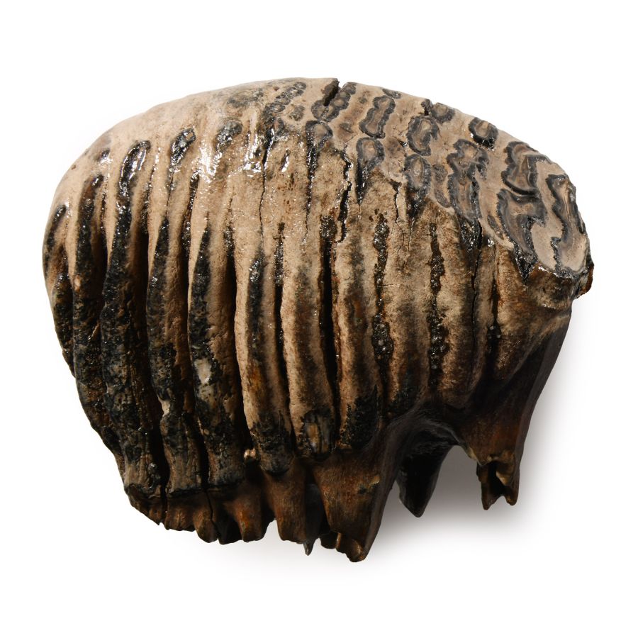 Natural History - Fossil Baby Woolly Mammoth Tooth