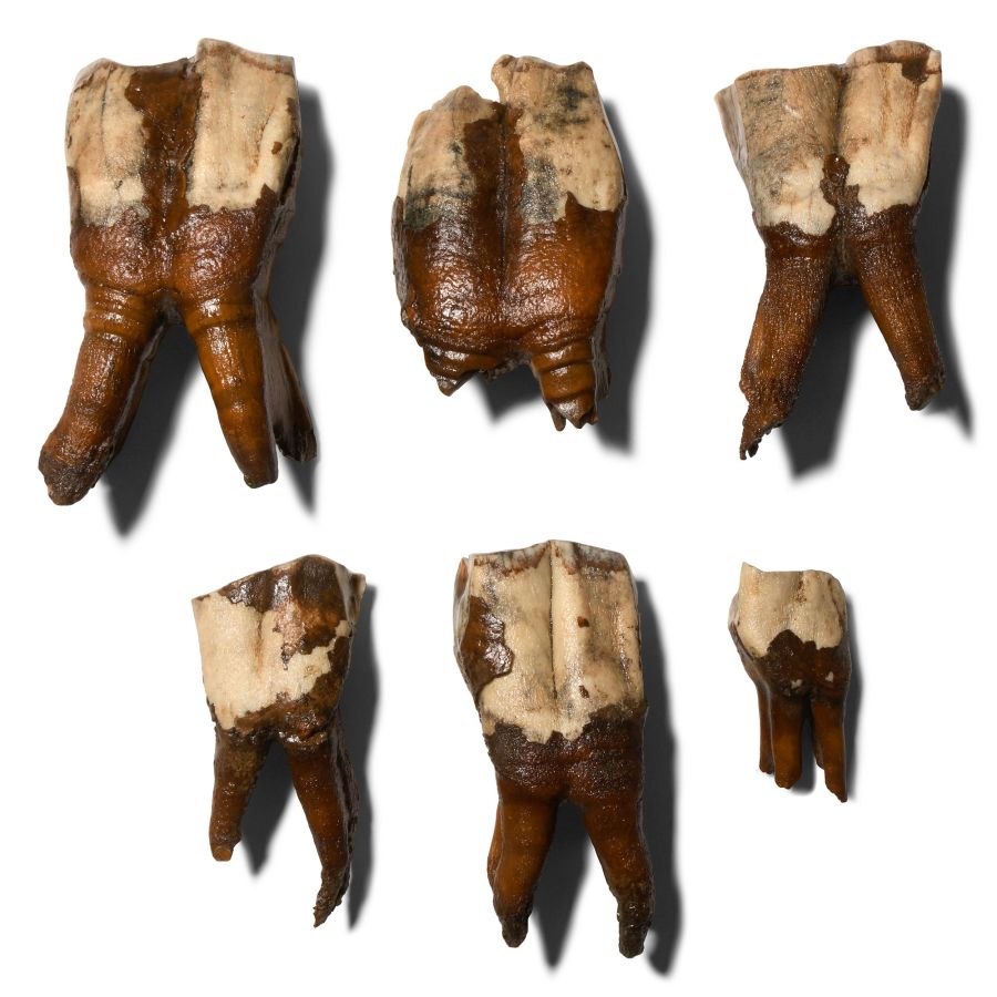 Natural History - Woolly Rhinoceros Lower Right Jaw Tooth Set
