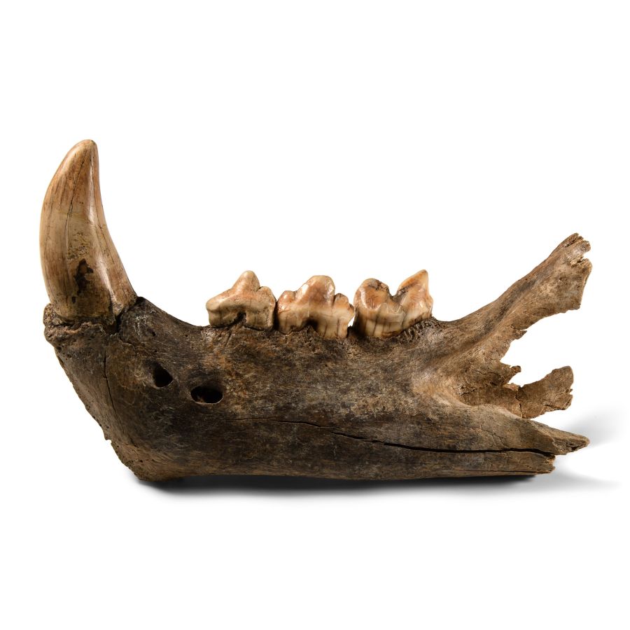 Natural History - Fossil Cave Lion Upper Jaw