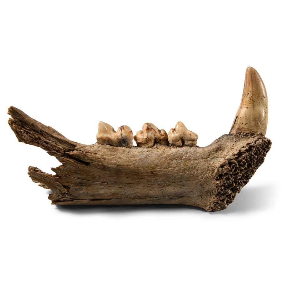 Natural History - Fossil Cave Lion Upper Jaw
