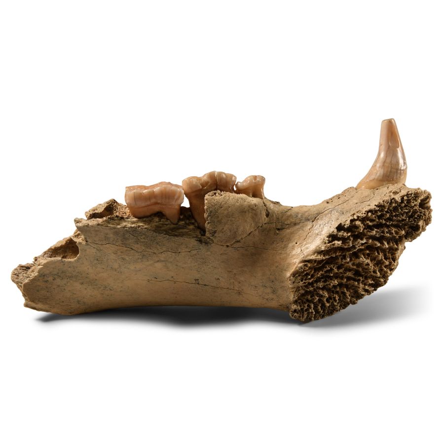 Natural History - Fossil Cave Bear Lower Jaw