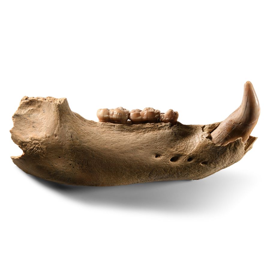 Natural History - Fossil Cave Bear Lower Jaw