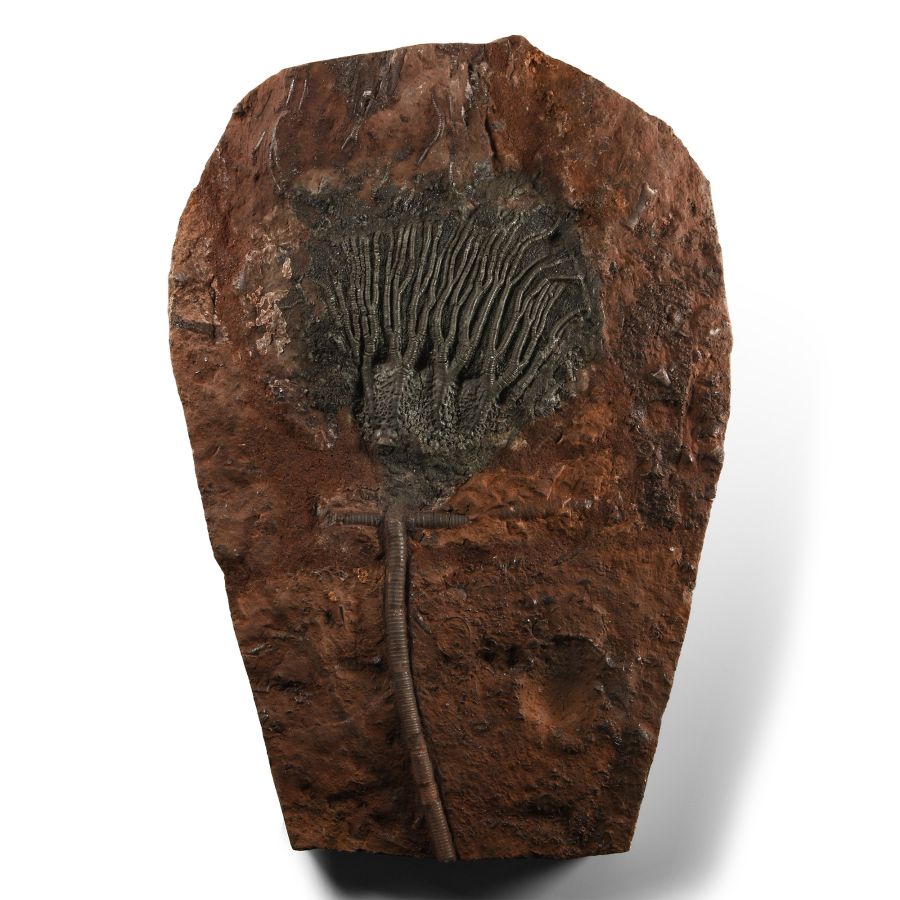 Natural History - Large Fossil Crinoid Plate