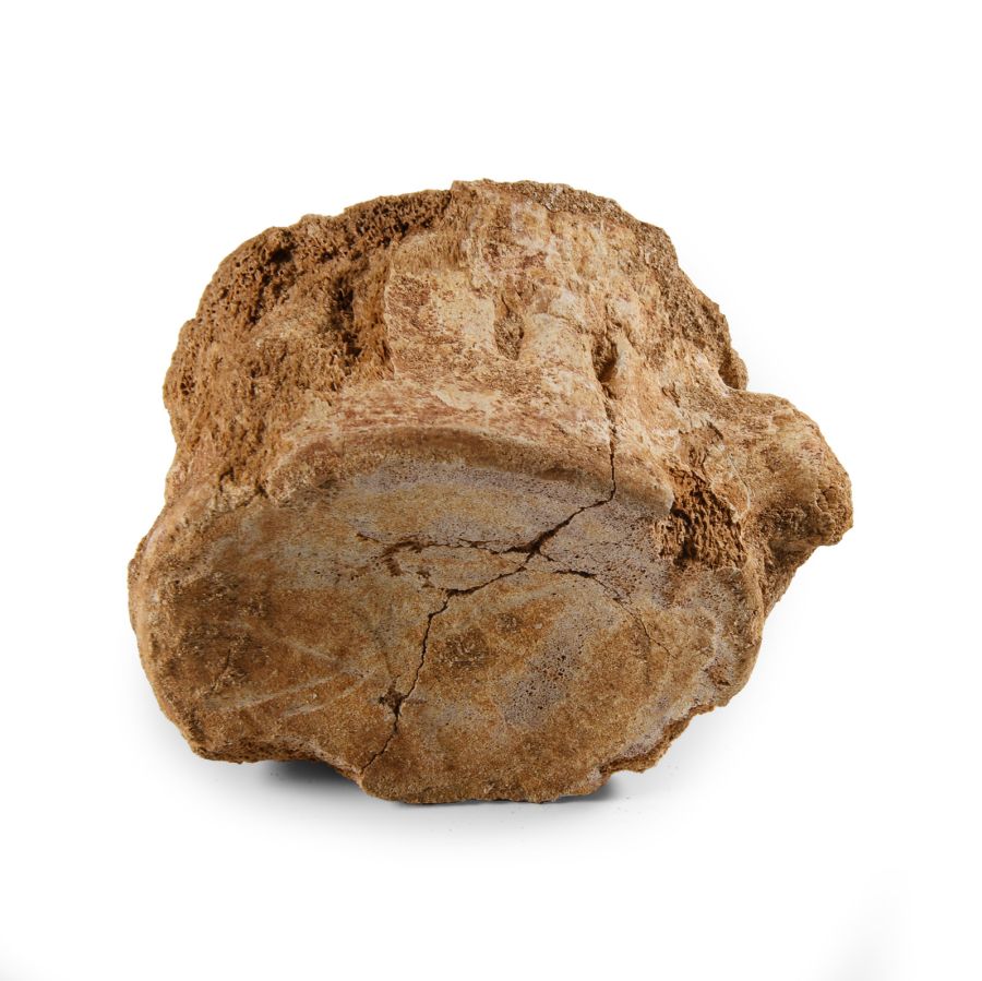 Natural History - Plesiosaurus 'Marine Dinosaur' Fossil Vertebra