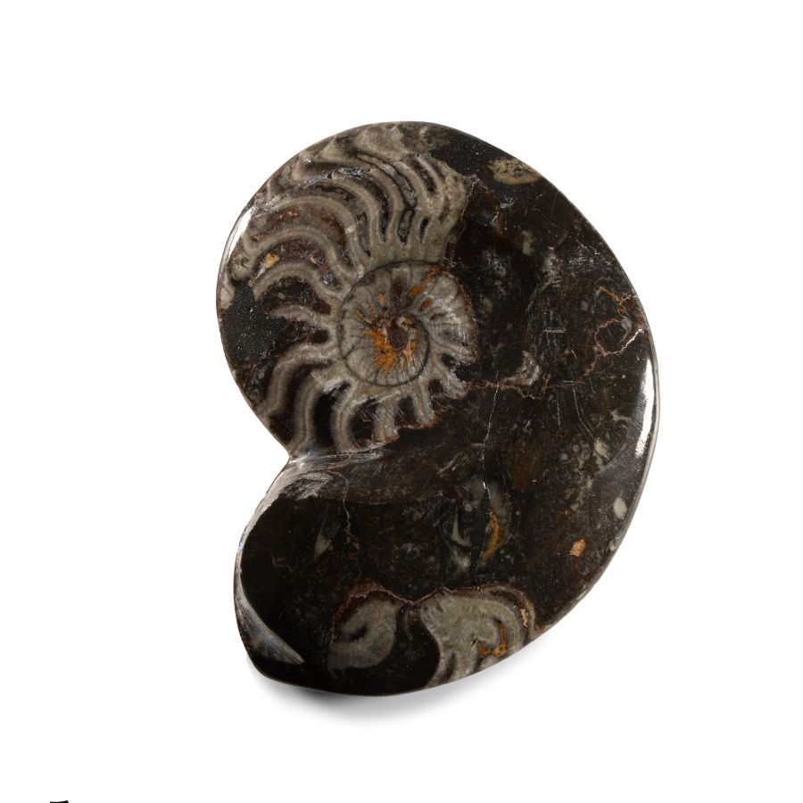 Natural History - Polished Fossil Goniatite