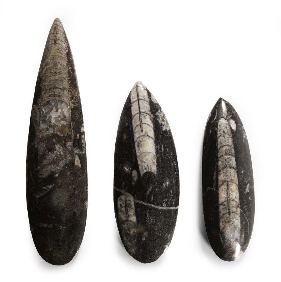 Natural History - Polished Fossil Orthoceras Group