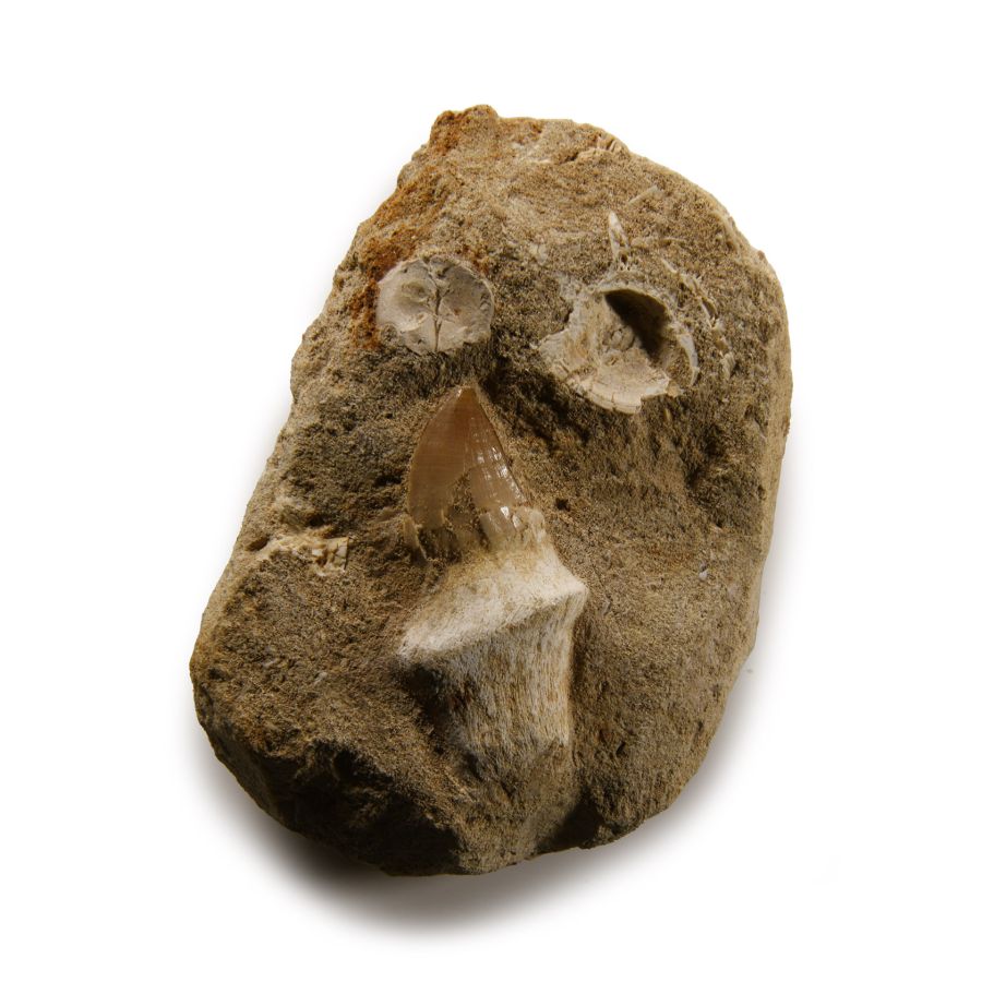 Natural History - Fossil Mosasaur 'Marine Dinosaur' Tooth and Fish Bones