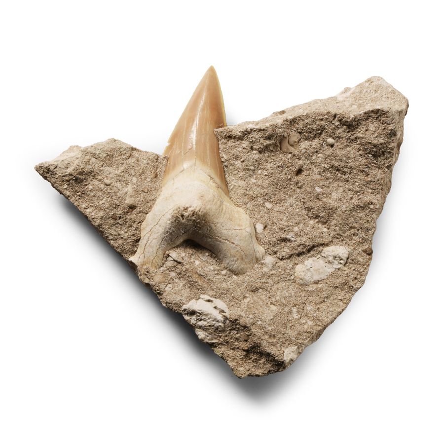 Natural History - Fossil Otodus Shark Tooth on Matrix