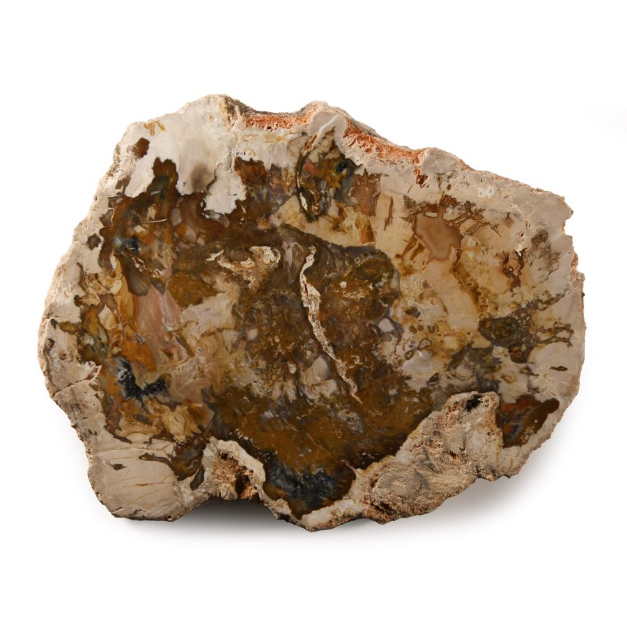 Natural History - Polished Fossil Wood Slice