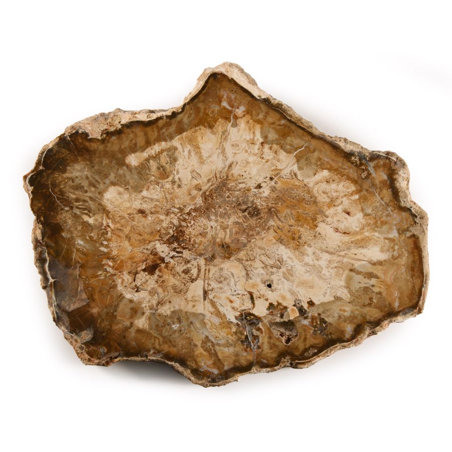 Natural History - Polished Fossil Wood Slice