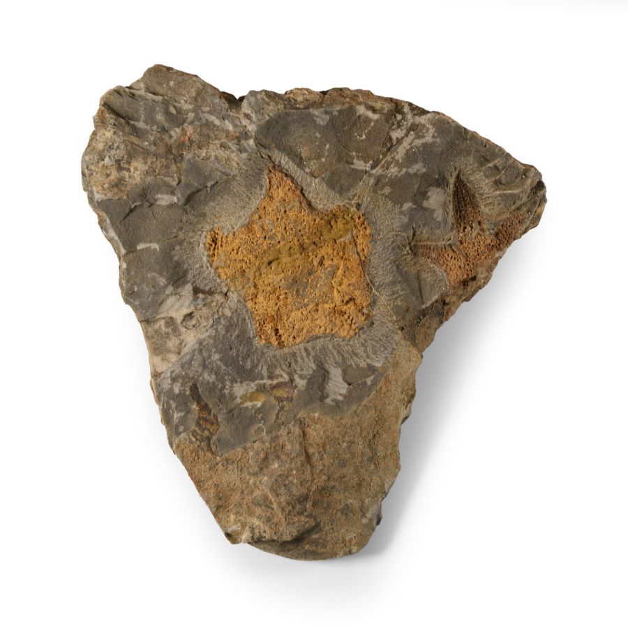 Natural History - Fossil Petraster Starfish on Matrix