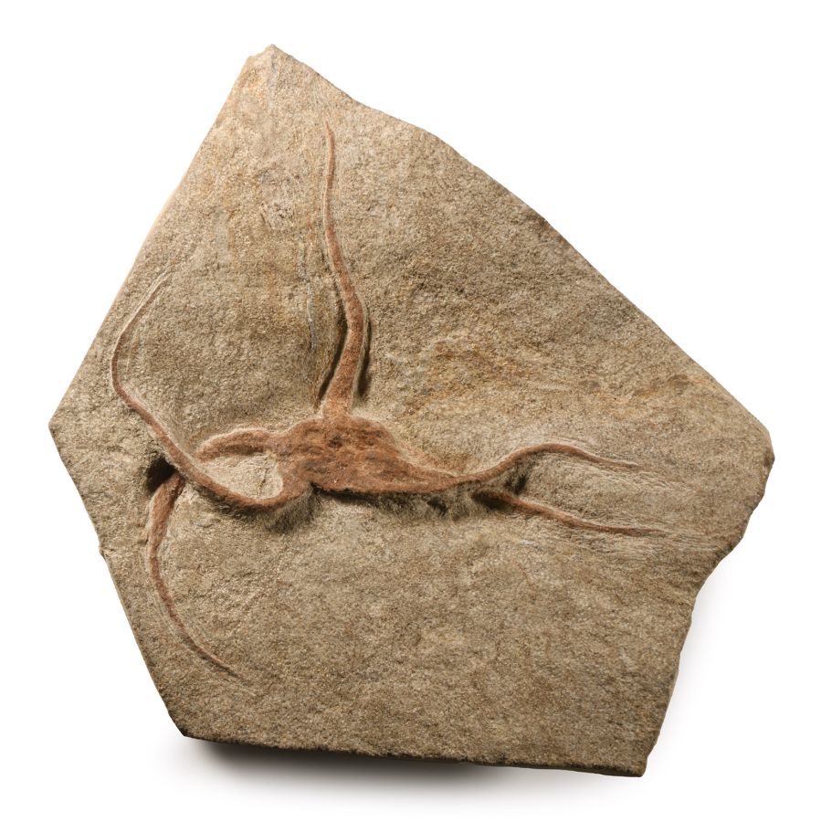 Natural History - Fossil Brittle Star on Matrix