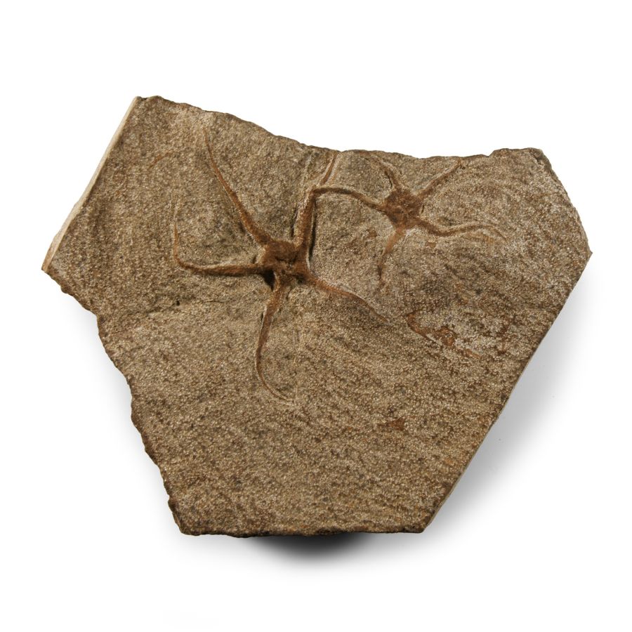 Natural History - Fossil Brittle Stars on Matrix