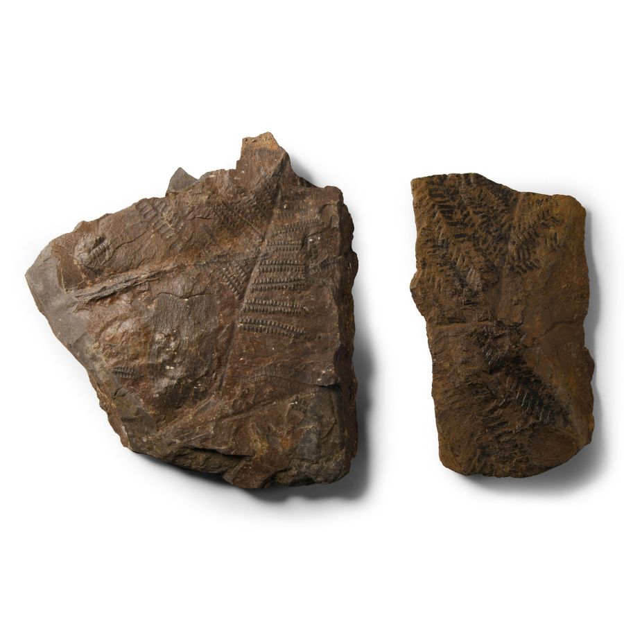 Natural History - Fossil Permian Plants and Ferns on Matrix