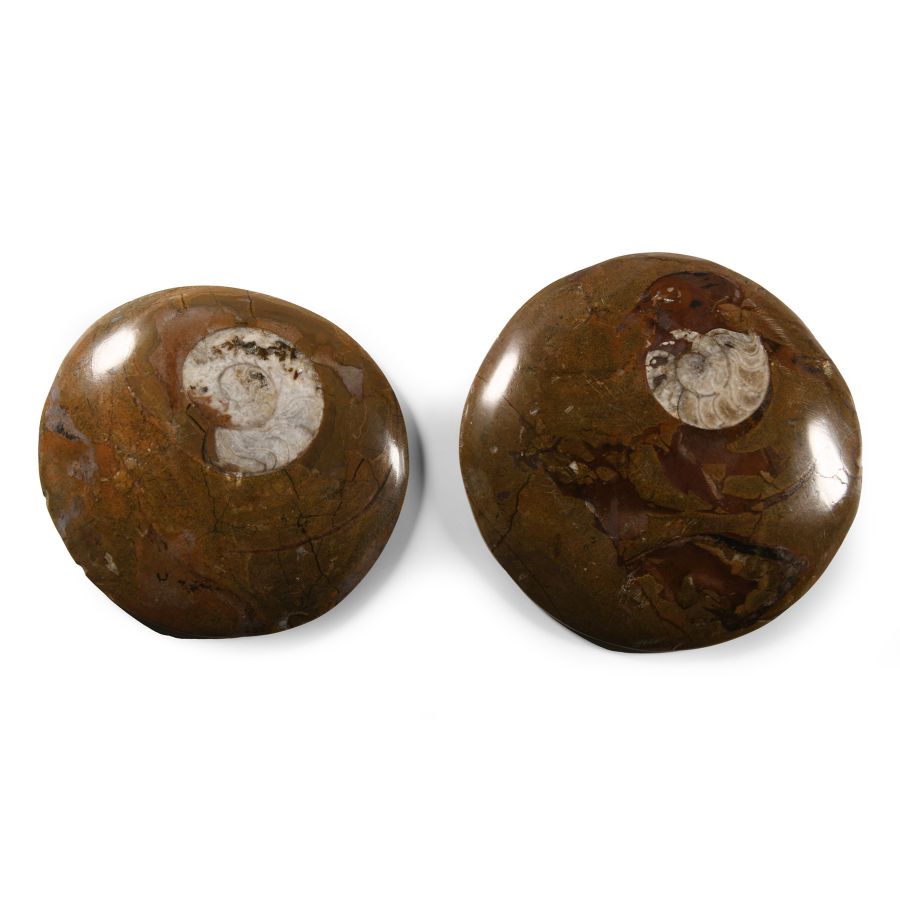Natural History - Polished Fossil Goniatite Roundel Group