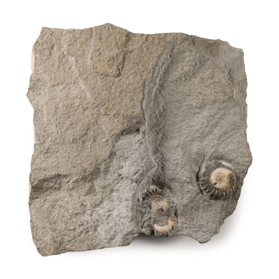Natural History - Lyme Regis Fossil Ammonite Cluster