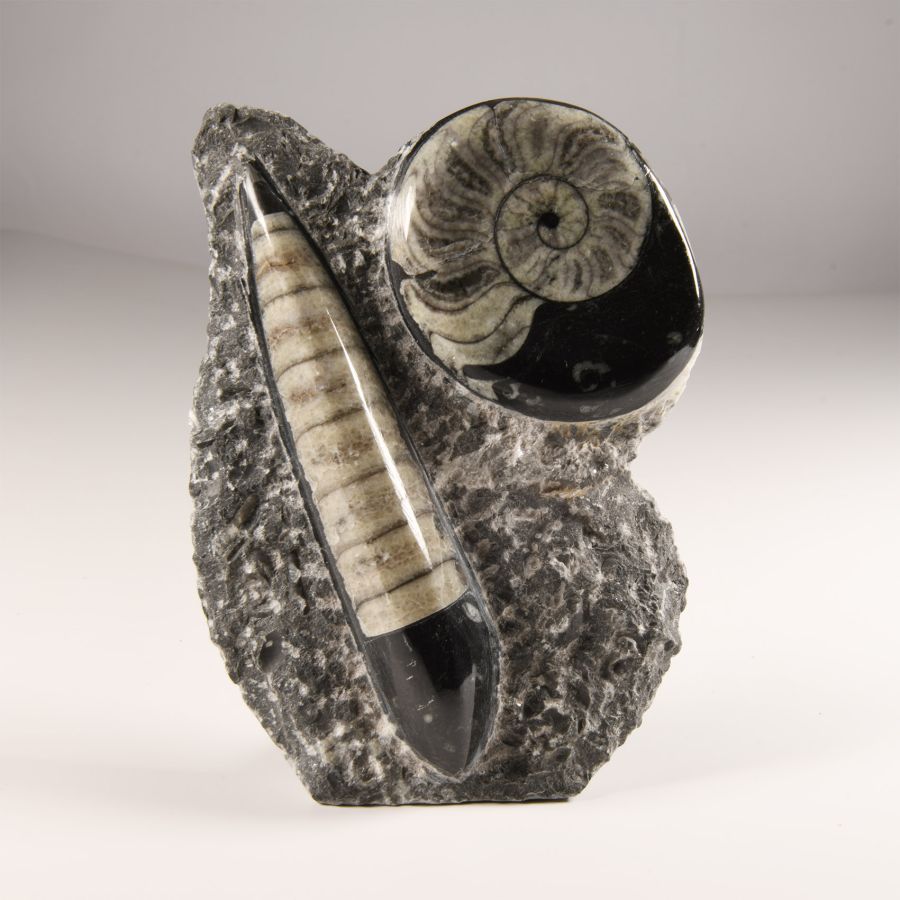 Natural History - Polished Fossil Orthoceras and Goniatite Stand on Rock