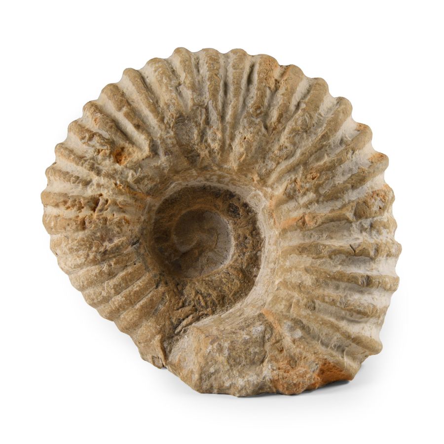 Natural History - Fossil White Agadir Ammonite