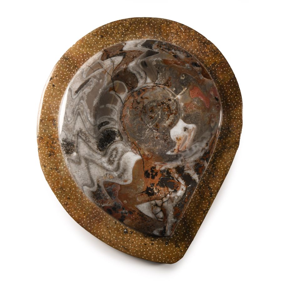 Natural History - Polished Fossil Goniatite Plate