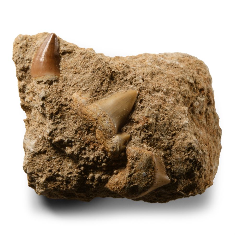 Natural History - Fossil Mosasaur 'Marine Dinosaur' and Shark Teeth