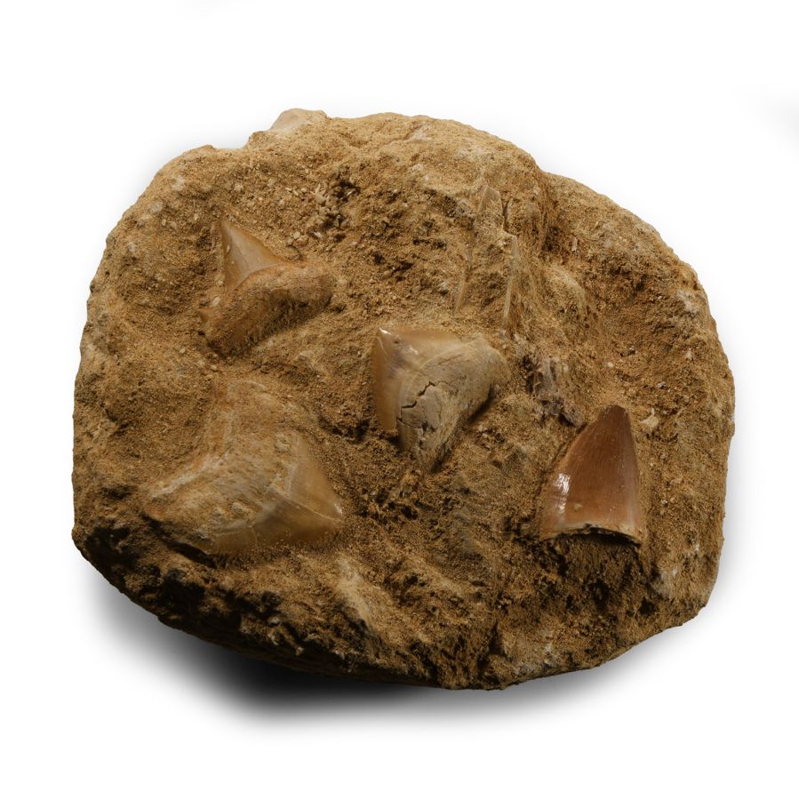 Natural History - Fossil Mosasaur 'Marine Dinosaur' and Shark Teeth