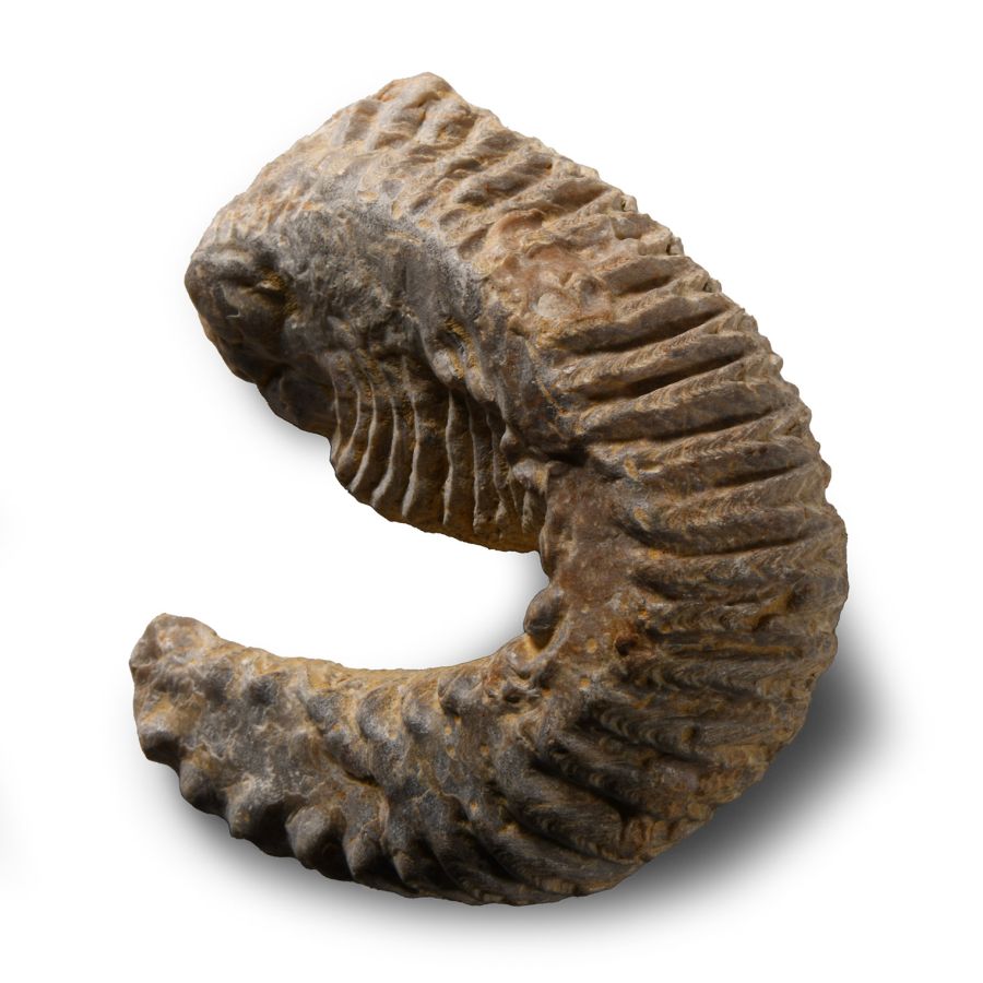 Natural History - Fossil Rastellum Bivalve