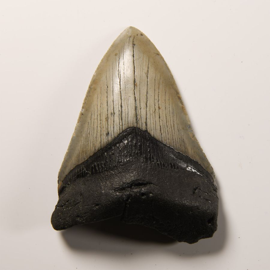 Natural History - Fossil Megalodon Giant Shark Tooth