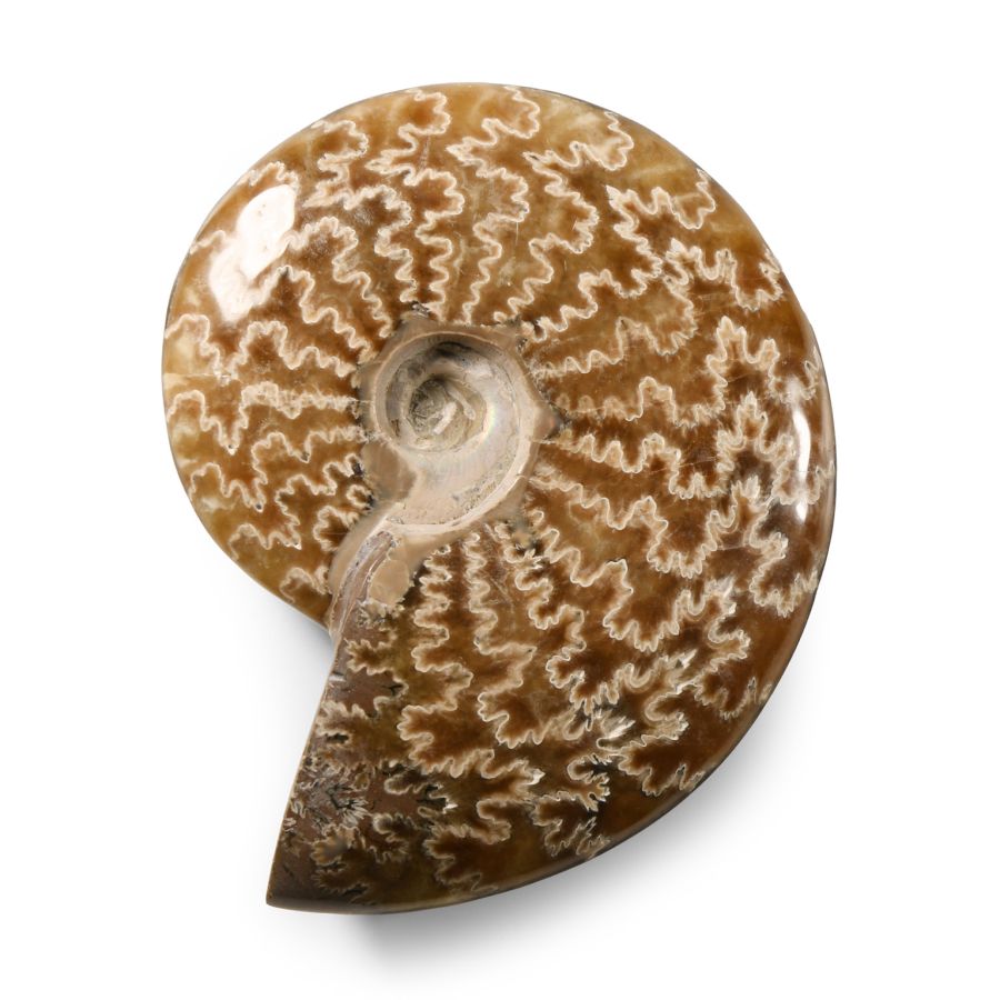 Natural History - Polished Fossil Cleoniceras Ammonite
