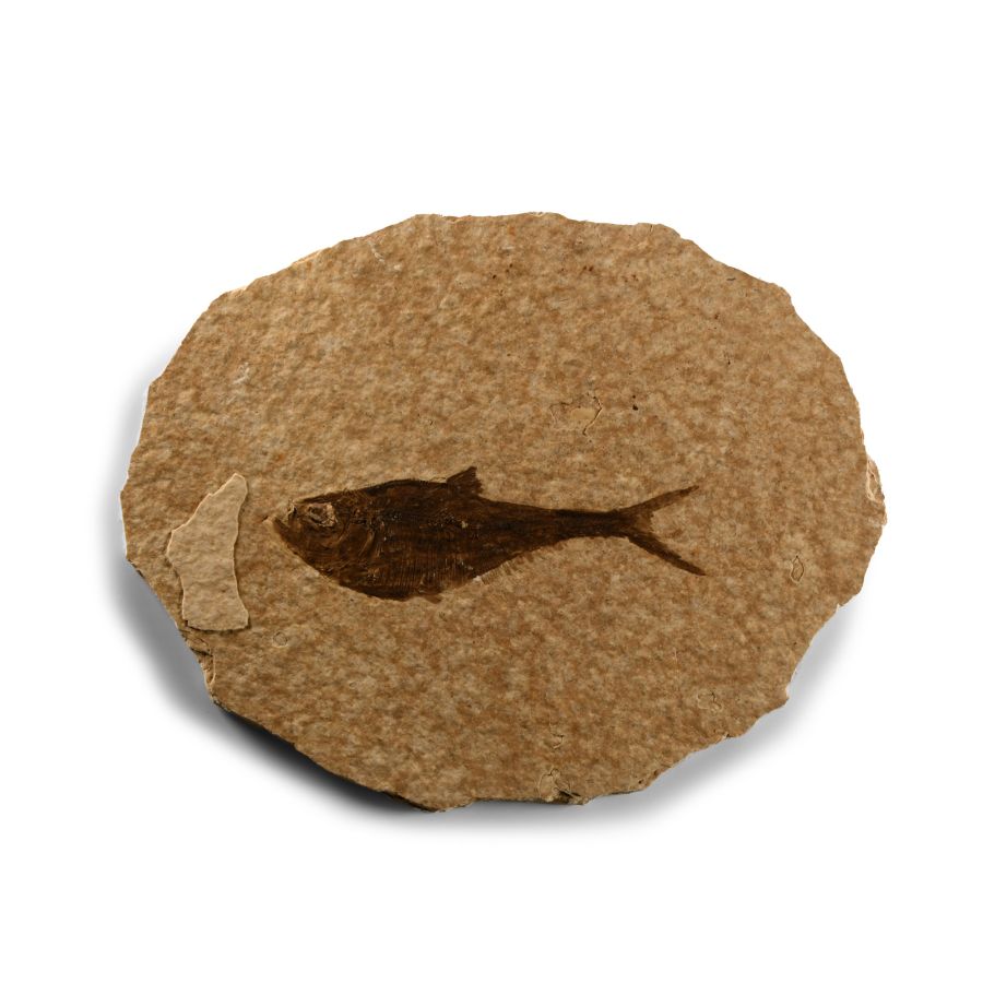 Natural History - Knightia Fossil Fish on Matrix