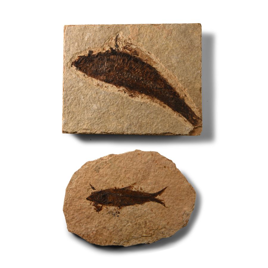 Natural History - Knightia Fossil Fish Group