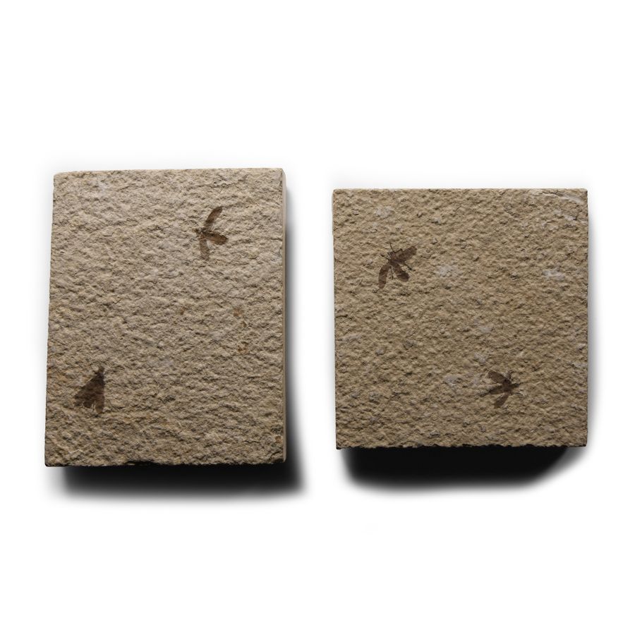 Natural History - Fossil March Flies on Matrix