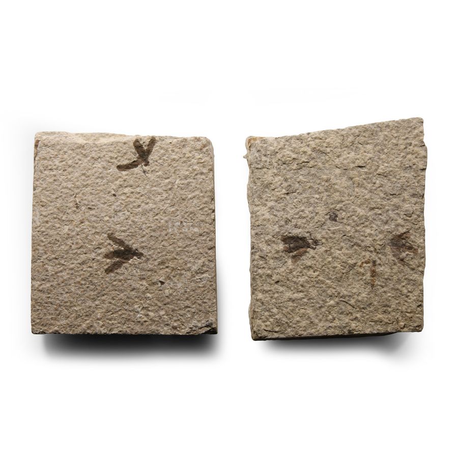 Natural History - Fossil March Flies on Matrix